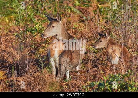 Eine Gruppe von Rotwild (Cervus elaphus), unter Bracken in der Umgebung von Exmoor, nahe Dunster, Exmoor National Park, Somerset, England, Vereinigtes Königreich Stockfoto