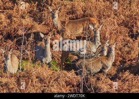 Eine Gruppe von Rotwild (Cervus elaphus), unter Bracken in der Umgebung von Exmoor, nahe Dunster, Exmoor National Park, Somerset, England, Vereinigtes Königreich Stockfoto
