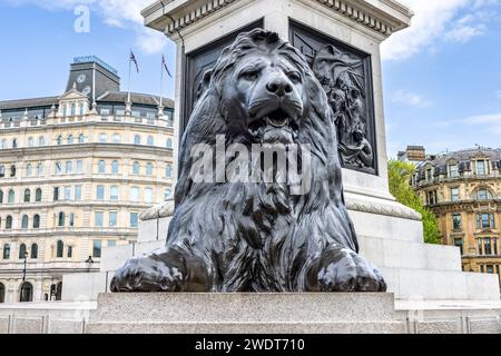 London, Großbritannien - 19. Mai 2023: Einer der vier Löwen am Trafalgar Square, der Nelson's Column umgibt, wird allgemein als Landseer Lions bezeichnet Stockfoto