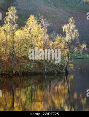 Herbstfarben rund um Tarn Hows in der Nähe von Coniston im Lake District National Park, UNESCO-Weltkulturerbe, Cumbria, England, Großbritannien, Europa Stockfoto