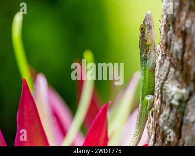 Antiguan Anole Echse (Anolis Leachii) in Smiths, Bermuda, Atlantik, Nordamerika Stockfoto