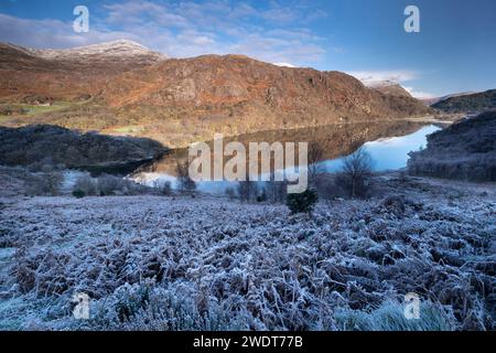 Frostbedecktes Bracken über Llyn Dinas im Winter, nahe Beddgelert, Snowdonia National Park (Eryri), Nordwales, Vereinigtes Königreich, Europa Stockfoto