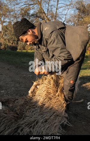 Shepherd in der Nähe von Nucsoara, Kreis Arges, Muntenia, Rumänien, Europa Stockfoto