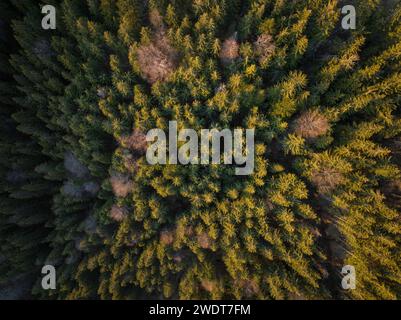 Luftlinie der Waldlandschaft in der Nähe von Nucsoara, Landkreis Arges, Muntenia, Rumänien, Europa Stockfoto