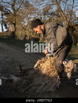 Shepherd in der Nähe von Nucsoara, Kreis Arges, Muntenia, Rumänien, Europa Stockfoto