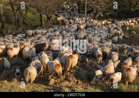 Schafherde und Lämmer, Nucsoara, Kreis Arges, Muntenia, Rumänien, Europa Stockfoto