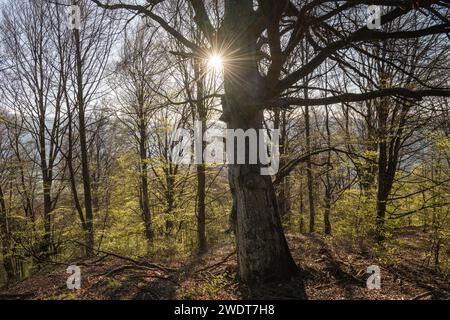 Sonnenaufgang in der Nähe von Nucsoara, Landkreis Arges, Muntenia, Rumänien, Europa Stockfoto