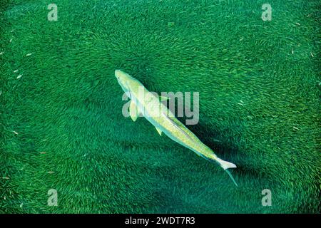 Tarpon (Megalops Atlanticus) jagt in Bailey's Bay, Bermuda, Atlantik, Nordamerika Stockfoto