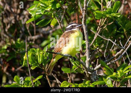 Great Kiskadee (Pitangus Sulphuratus), ein in Mittel- und Südamerika, Bermuda, Atlantik, Nordamerika, verbreiteter Passerinvogel Stockfoto