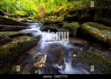 Waldland in St. Nectan's Glen, Threthevy, Tintagel, Cornwall, England, Vereinigtes Königreich, Europa Stockfoto