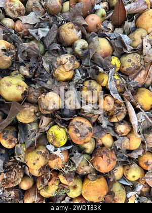 Eine Nahaufnahme eines Haufens verfaulter Äpfel in einem Garten. Stockfoto