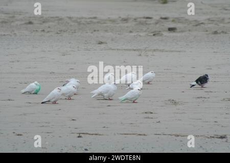 Weiße Tauben am Strand Stockfoto