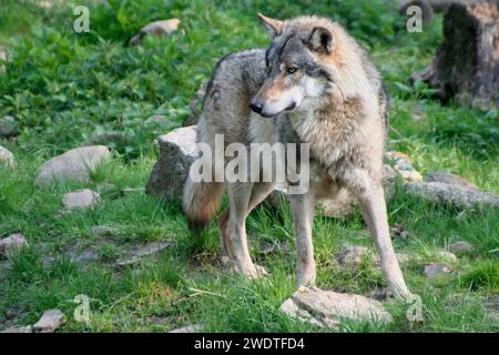 Eurasische Grauwolf Stockfoto