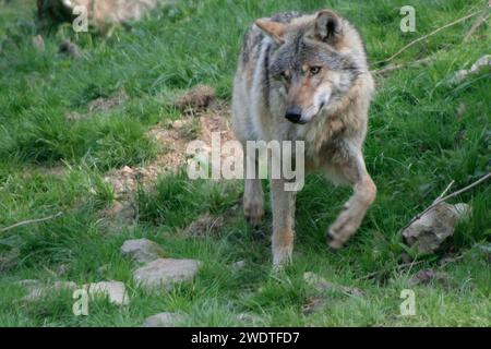 Eurasische Grauwolf Stockfoto