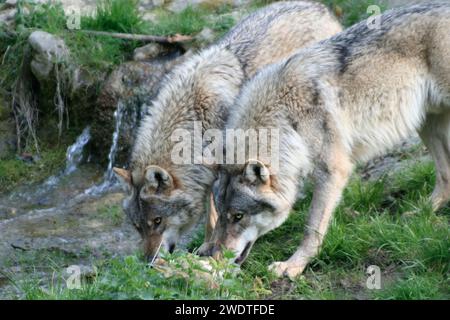 Eurasische Grauwolf Stockfoto