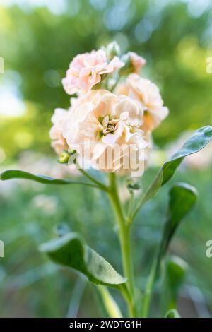 Matthiola incana, auch bekannt als Stock. Wunderschöne blütenrote, pfirsichfarbene Doppelstockblumen, bekannt für ihren hohen Duft. Mit Matthiola Stockfoto