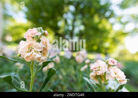 Matthiola incana, auch bekannt als Stock. Wunderschöne blütenrote, pfirsichfarbene Doppelstockblumen, bekannt für ihren hohen Duft. Mit Matthiola Stockfoto