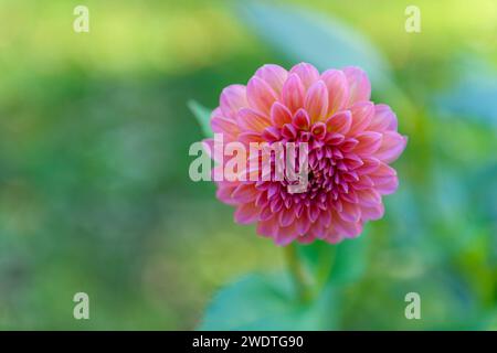 Pinkfarbene Läuferdahlie. Rosa Dahlienblüte. Stockfoto