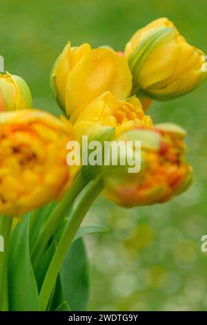 Sonnenliebhaber-Tulpen. Schöne Doppeltulpen im Pfingstrosenstil in gelb-oranger Farbe. Stockfoto