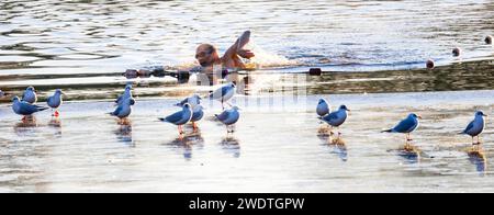 PIC Shows: Schwimmer am frühen Morgen in Hampstead Ponds trotzen -3 Temperaturen, während der Vogel auf dem Eis steht. PIC gavin rodgers/pixel8000 Stockfoto