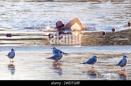 PIC zeigt: Schwimmer am frühen Morgen in Hampstead Teichen haben -3 Temperaturen, während der Vogel auf dem Eis steht. Bild gavin rodgers/pixel8000 Stockfoto