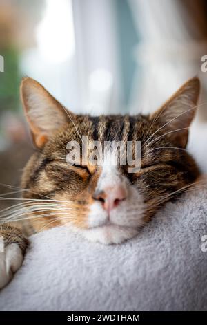 Die süße Tabby-Katze schläft auf dem Katzenbett. Shaun Fellows / Alamy Stockfoto