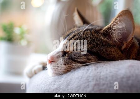 Die süße Tabby-Katze schläft auf dem Katzenbett. Shaun Fellows / Alamy Stockfoto