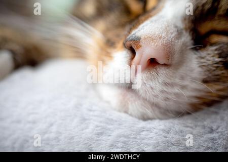 Die süße Tabby-Katze schläft auf dem Katzenbett. Shaun Fellows / Alamy Stockfoto