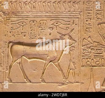 Ägypten, Sakkara, Serapeum, Detail einer APIs-Stierstele: Stier beschützt den König. Stockfoto