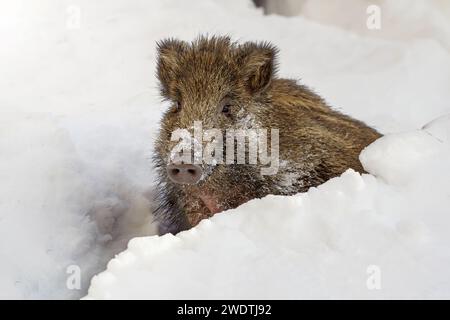 Wildschweinjunges (Sus scrofa) im Tiefschnee, italienische Alpen, Pedmont. Wildes Schwein in der Wildnis. Stockfoto