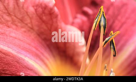 Rosa Lilienblume. Nahaufnahme der Lilienblumen. Wunderschöne Lilienblume im Lilienblumengarten. Blumen, Blütenblätter, Stäbchen und Pistilen von großen Lilien Stockfoto