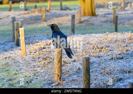 Eine Aas-Krähe auf einem Holzpfosten auf einer Wiese, die mit einer leichten Schneeschicht bedeckt ist. Deurne Stockfoto