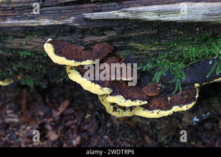 Gloeophyllum odoratum, allgemein bekannt als Anise Mazegill, wilde Polypore aus Finnland Stockfoto