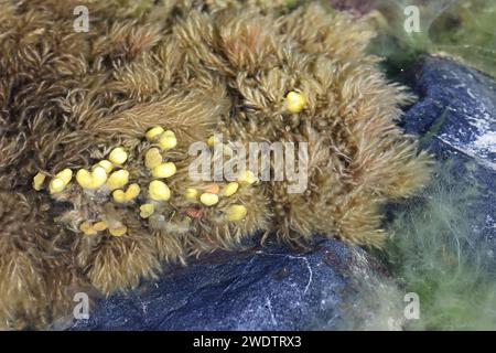 Braunalgen, die Pylaiella littoralis genannt werden und auf Fucus vesiculosus wachsen, auch bekannt als Blasentang, Felskraut und Seetang, Algen aus der Ostsee SE Stockfoto