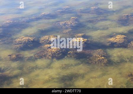 Fucus vesiculosus, bekannt unter den gebräuchlichen Bezeichnungen Blasentrümpfe, Felskraut und Seetrauben, und grüne Algen, die Cladophora glomerata genannt werden Stockfoto