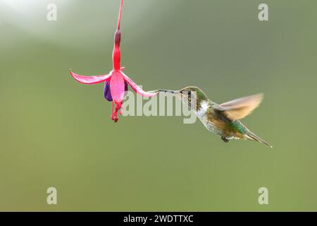 Vulkan-Kolibris (Selasphorus flammula) fressen eine fuchsieblume in einem Garten in costa rica Stockfoto