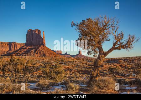 Ein Utah-wacholderbaum vor dem West Mitten im Monument Valley Navajo Tribal Park in Arizona. Stockfoto