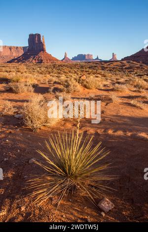 Eine Yukkenpflanze vor den Utah Monuments und dem West Mitten im Monument Valley Navajo Tribal Park in Arizona. Stockfoto