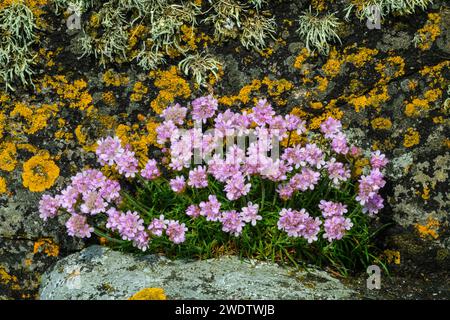 Thrift alias Sea Pink (Armeria maritima) Stockfoto