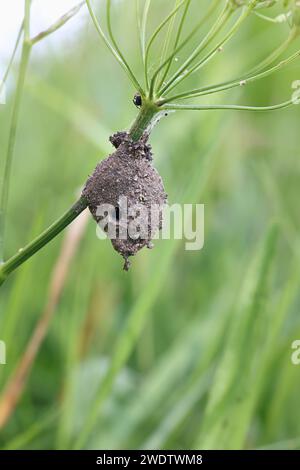 Eiersack oder Kokon von Agroeca brunnea, einer Liokranidenspinne aus Finnland Stockfoto