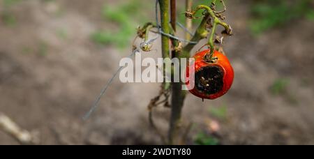 Eine halbverfaulte Tomate auf einem Busch im Garten. Hochwertige Fotos Stockfoto