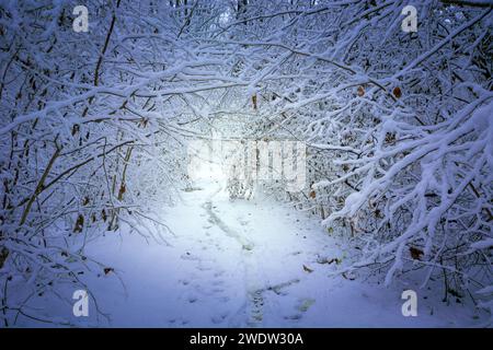 Tunnelweg in dichtem Wald, Blick an einem verschneiten Wintertag Stockfoto