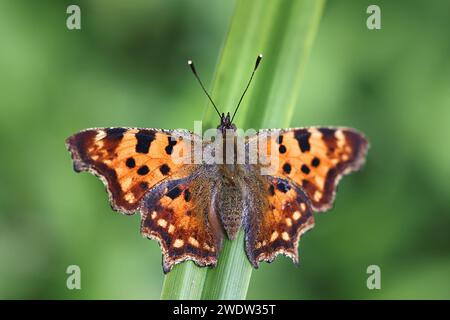 Polygonia c-Album, allgemein bekannt als der Komma-Schmetterling Stockfoto