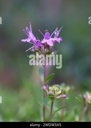 Breckland Thyme, Thymus serpyllum, auch bekannt als Kriechthymian, Wildthymian, Wildblütenpflanze aus Finnland Stockfoto