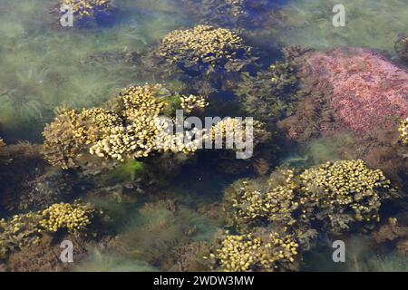 Fucus vesiculosus, bekannt unter den gebräuchlichen Bezeichnungen Blasentrümpfe, Felskraut und Seetrauben, und grüne Algen, die Cladophora glomerata genannt werden Stockfoto