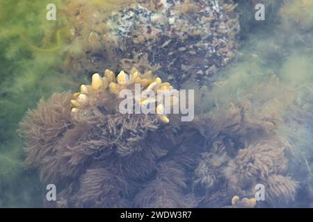 Braunalgen, die Pylaiella littoralis genannt werden und auf Fucus vesiculosus wachsen, auch bekannt als Blasentang, Felskraut und Seetang, Algen aus der Ostsee SE Stockfoto