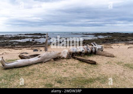 Wal-Rückgrat-Wirbel am Ytri Tunga Beach, Island Stockfoto