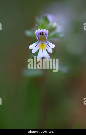 Medikament Augentrost, Euphrasia stricta, auch bekannt als Europäischer Augentrost, Glossy Eyebrost oder Stiff Eyebrost, traditionelle Heilpflanze aus Finnland Stockfoto