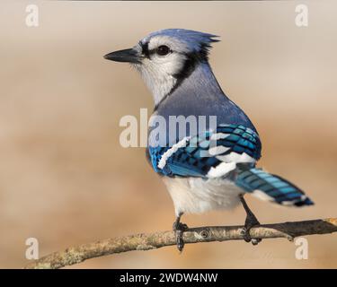 Blue jay sitzt auf einem Ast, der Mund ist weit offen Stockfoto