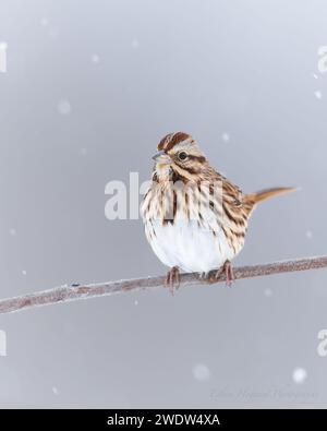 Ein kleiner Vogel sitzt auf einem zarten, schneebedeckten Baumzweig Stockfoto